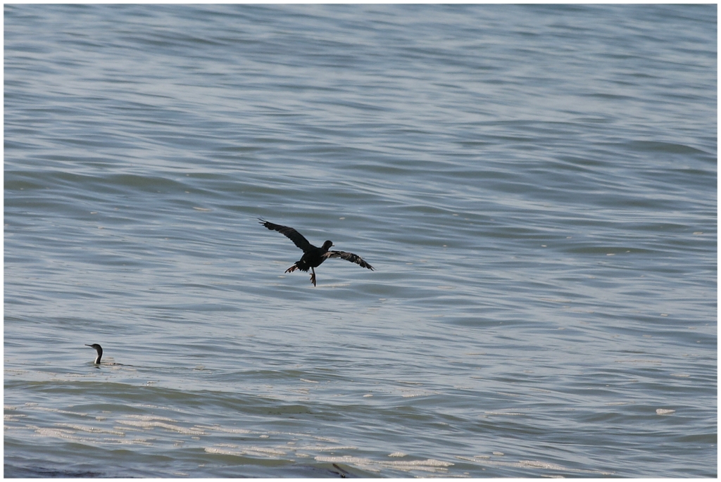 04 - Presqu'ile d'Otago (14).jpg